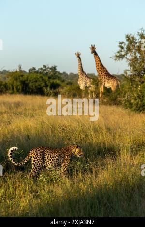 Ein Leopard, Panthera pardus, der an zwei Giraffen vorbeiläuft, Giraffa. Stockfoto