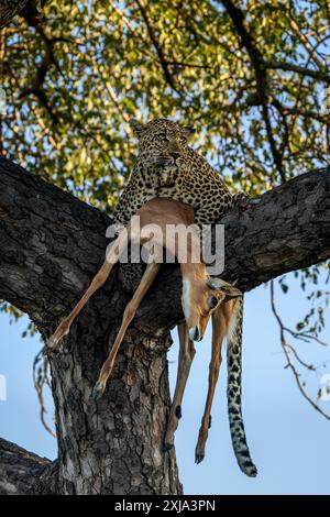 Eine Leopardenfrau, Panthera pardus, liegt in einem Baum, mit einem Impala-Kill. Stockfoto