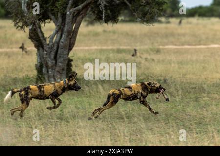 Wilde Hunde, Lycaon Pictus, fressen einen Mord und jagen einander. Stockfoto