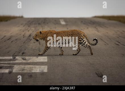 Ein männlicher Leopard, Panthera pardus, läuft über die Landebahn. Stockfoto