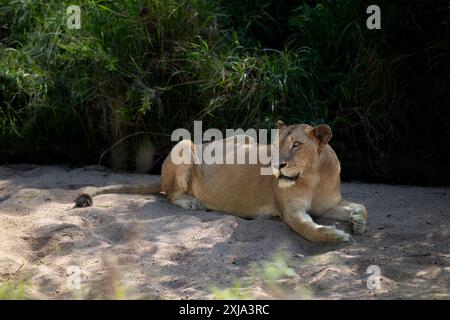 Eine Löwin, Panthera Leo, liegt im Sand. Stockfoto