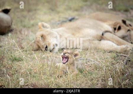 Ein Löwenjunges, Panthera Leo, gähnt, mit seiner Mutter im Hintergrund. Stockfoto