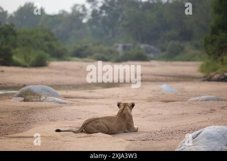 Eine Löwin, Panthera leo, liegt in einem Flussbett. Stockfoto