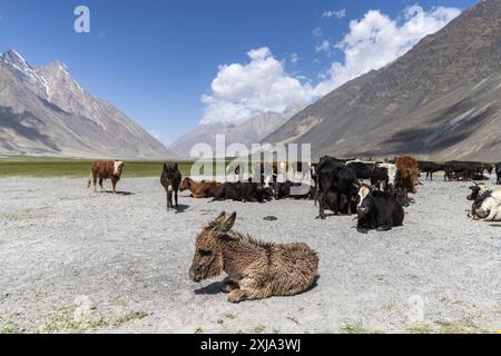 Das Foto bezieht sich auf die Provinz Badakhshan – Afghanistan Stockfoto