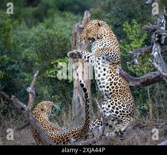 Ein männlicher und ein weiblicher Leopard, Panthera pardus, kämpfen miteinander. Stockfoto