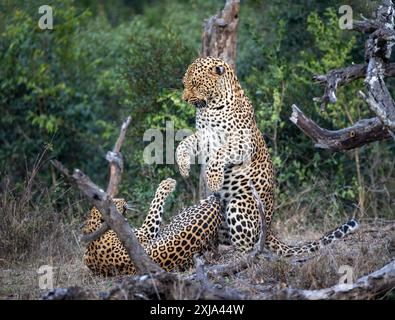 Ein männlicher und ein weiblicher Leopard, Panthera pardus, kämpfen miteinander. Stockfoto