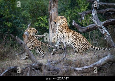 Ein männlicher und ein weiblicher Leopard, Panthera pardus, kämpfen miteinander. Stockfoto