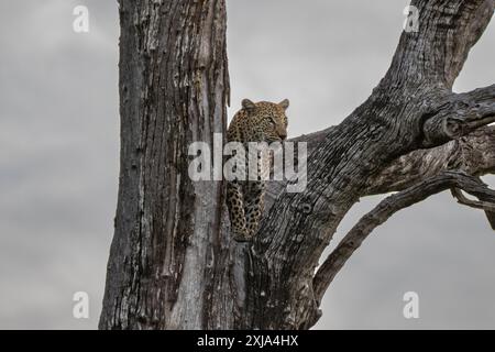 Eine Leopardenfrau, Panthera pardus, steht in einer Baumgabel. Stockfoto