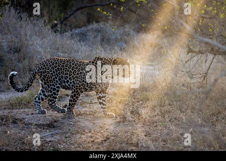 Ein männlicher Leopard, Panthera pardus, der im goldenen Licht durch das Gras geht. Stockfoto