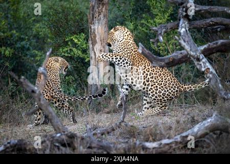 Ein männlicher und ein weiblicher Leopard, Panthera pardus, kämpfen miteinander. Stockfoto