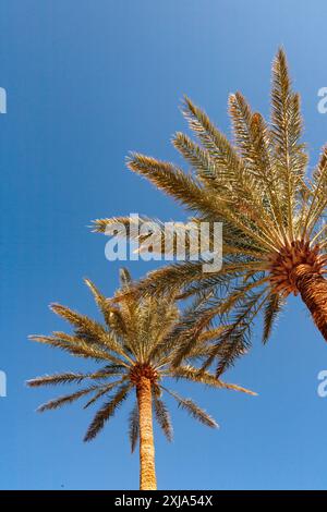 Invasive Dattelpalmen im Death Valley, Wedel gegen blauen Himmel. Stockfoto