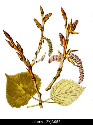 Heilpflanze, Schwarz-Pappel, Populus nigra, auch Saarbaum, Historisch, Digitale Restaurierte Reproduktion von einer Vorlage aus dem 19. Hundert, Stockfoto