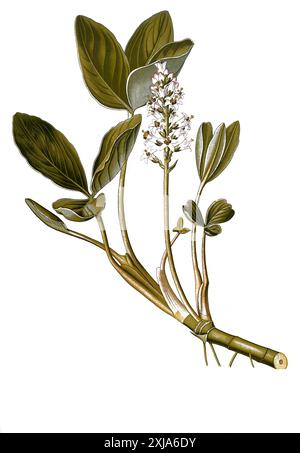 Heilpflanze, Fieberklee oder Bitterklee (Menyanthes trifoliata), Historisch, digital restaurierte Reproduktion von einer Vorlage aus dem 19. Hundert, Stockfoto