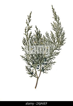 Heilpflanze, Sadebaum (Juniperus sabina), auch Stink-Wacholder, Gift-Wacholder, Sevibaum, Sevenbaum, Säbenbaum, Sefistrauch oder Sebenstrauch, Historisch, digitale Restaurierte Reproduktion von einer Vorlage aus dem 19. Hundert, Stockfoto