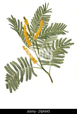 Heilpflanze, Gerber-Akazie (Senegalia catechu, Acacia catechu, Acacia wallichiana, Mimosa catechu), Auch Katechu-Akazie oder nur Katechu, Historisch, Digital Restaurant Reproduktion von einer Vorlage aus dem 19. Hundert, Stockfoto