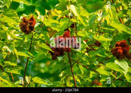 Annatto die rote Frucht des Achiote-Baumes (Bixa orellana). Seine Samen sind die Quelle des orange-roten Gewürzes und der Lebensmittelfärbung Annatto. Dieses Werk Stockfoto