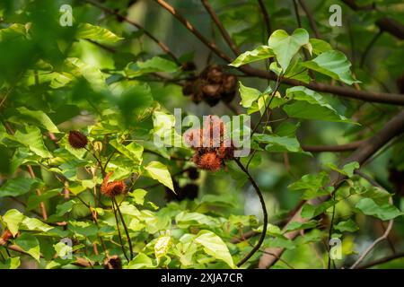 Annatto die rote Frucht des Achiote-Baumes (Bixa orellana). Seine Samen sind die Quelle des orange-roten Gewürzes und der Lebensmittelfärbung Annatto. Dieses Werk Stockfoto