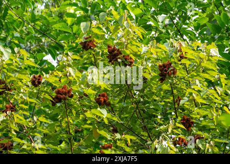 Annatto die rote Frucht des Achiote-Baumes (Bixa orellana). Seine Samen sind die Quelle des orange-roten Gewürzes und der Lebensmittelfärbung Annatto. Dieses Werk Stockfoto