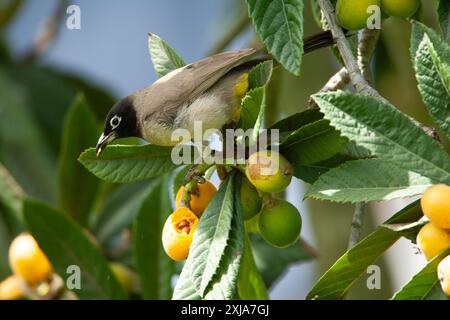 Weißbrille (Pycnonotus xanthopygos) auf einem Loquat-Baum (Eriobotrya japonica) بلبل أصفر العجز, fotografiert im April in Israel Stockfoto