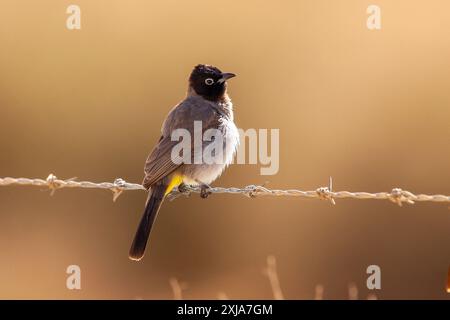 Weißbrille (Pycnonotus xanthopygos) بلبل أصفر العجز thront auf Stacheldraht, fotografiert im Februar in Israel Stockfoto