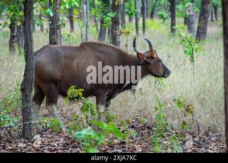 Gaur (Bos gaurus) diese große Ochsenart kommt in Süd- und Südostasien vor. Personen können bis zu 1500 kg wiegen und bis zu erreichen Stockfoto