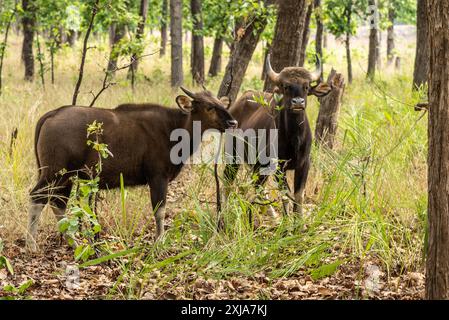 Gaur (Bos gaurus) diese große Ochsenart kommt in Süd- und Südostasien vor. Personen können bis zu 1500 kg wiegen und bis zu erreichen Stockfoto