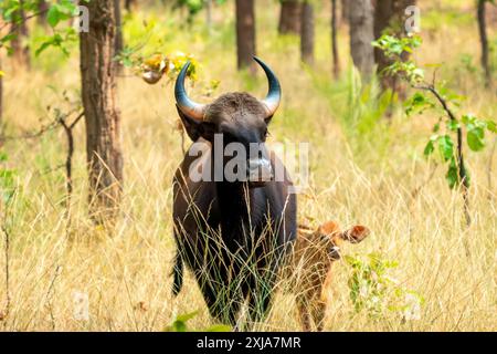 Gaur (Bos gaurus) diese große Ochsenart kommt in Süd- und Südostasien vor. Personen können bis zu 1500 kg wiegen und bis zu erreichen Stockfoto