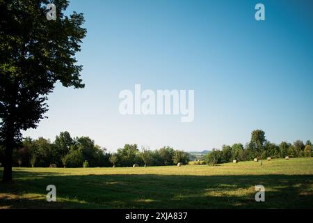 Landschaft eines großen Heufeldes mit zahlreichen Strohballen Stockfoto. Rundballenrollen auf einem grünen Feld. Stockfoto