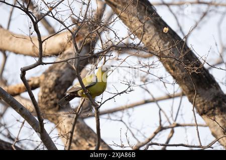 Gelbfüßige grüne Taube (Treron phoenicopterus syn Treron phoenicoptera) حمام أخضر أصفر الرجلين in einem Baum. Diese grünen Tauben (Familie Columbidae) Stockfoto