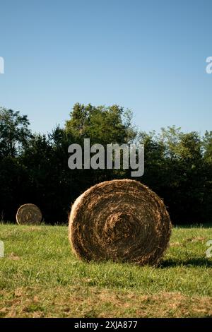 Landschaft eines großen Heufeldes mit zahlreichen Strohballen Stockfoto. Rundballenrollen auf einem grünen Feld. Stockfoto