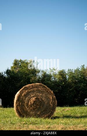 Landschaft eines großen Heufeldes mit zahlreichen Strohballen Stockfoto. Rundballenrollen auf einem grünen Feld. Stockfoto