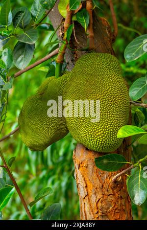 Die Jackfrucht ist die Frucht des Jack Tree Artocarpus heterophyllus, einer Baumarte in der Familie der Feigen, Maulbeeren und Brotfrüchte. Die Jackfrucht ist die Stockfoto