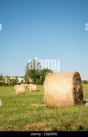 Landschaft eines großen Heufeldes mit zahlreichen Strohballen Stockfoto. Rundballenrollen auf einem grünen Feld. Stockfoto