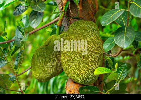 Die Jackfrucht ist die Frucht des Jack Tree Artocarpus heterophyllus, einer Baumarte in der Familie der Feigen, Maulbeeren und Brotfrüchte. Die Jackfrucht ist die Stockfoto