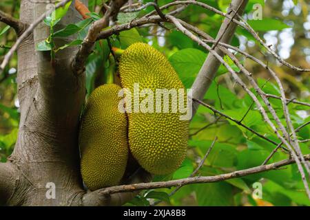 Die Jackfrucht ist die Frucht des Jack Tree Artocarpus heterophyllus, einer Baumarte in der Familie der Feigen, Maulbeeren und Brotfrüchte. Die Jackfrucht ist die Stockfoto