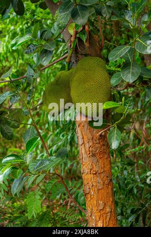 Die Jackfrucht ist die Frucht des Jack Tree Artocarpus heterophyllus, einer Baumarte in der Familie der Feigen, Maulbeeren und Brotfrüchte. Die Jackfrucht ist die Stockfoto