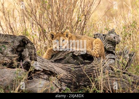 Löwenjunges ruht. Fotografiert in Tansania im August Stockfoto