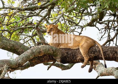 Löwin ruht in einem Baum, fotografiert im Lake Manyara National Park. Heimat der Löwen, Arusha, Tansania Stockfoto