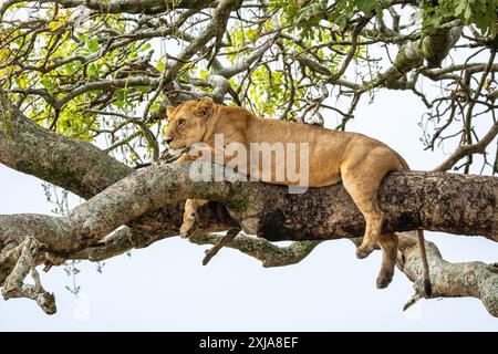 Löwin ruht in einem Baum, fotografiert im Lake Manyara National Park. Heimat der Löwen, Arusha, Tansania Stockfoto