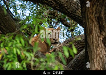 Löwin ruht in einem Baum, fotografiert im Lake Manyara National Park. Heimat der Löwen, Arusha, Tansania Stockfoto