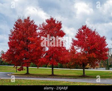 Ahornbäume in Herbstfarben in der Nähe der Straße mit bewölktem Himmel und immergrünen Bäumen im Hintergrund Stockfoto