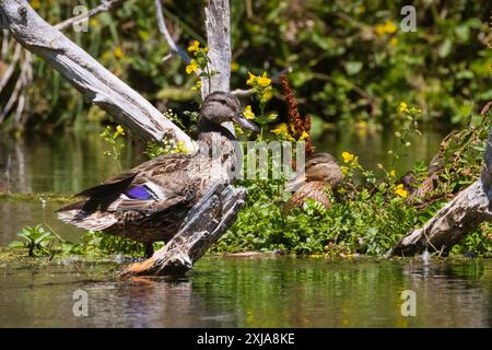 Stockenten (Anas platyrhynchos) Huhn mit einem ihrer Jugendlichen Jungen auf einer Insel mit Wildblumen und Treibholz. Shasta County Kalifornien. Stockfoto