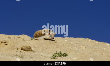 Der Langhaarigel (Hemiechinus auritus) قنفذ طويل الأذن ist in zentralasiatischen Ländern und einigen Ländern des Nahen Ostens beheimatet. Es lebt in Stockfoto