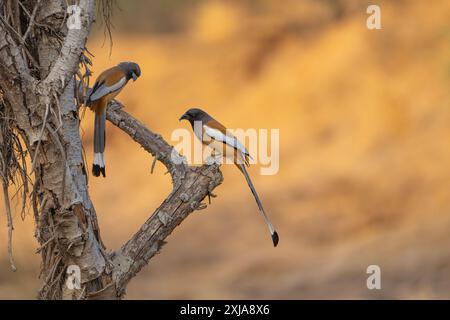 Der rufous Treepie (Dendrocitta vagabunda) كندش أصهب ist ein Baumstamm, der auf dem indischen Subkontinent und angrenzenden Teilen Südostasiens beheimatet ist. Es ist ein Ich Stockfoto