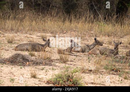 Weibliche Sambarhirsche (Rusa unicolor) صمبر im indischen Bandhavgarh-Nationalpark, Madhya Pradesh, Indien. Dieser Hirsch bewohnt Wälder im Himalaya-Moun Stockfoto