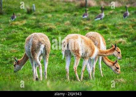 Drei weibliche Vikunas weiden im Drive-Through-Reservat im Highland Wildlife Park, Kincraig, Kingussie, Schottland, Vereinigtes Königreich Stockfoto