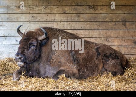 Eine europäische Bisonkuh ruht in ihrem Unterschlupf im Drive-Through-Reservat im Highland Wildlife Park, Kincraig, Kingussie, Schottland, Vereinigtes Königreich Stockfoto