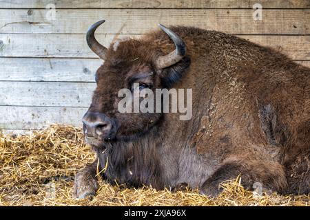 Eine europäische Bisonkuh ruht in ihrem Unterschlupf im Drive-Through-Reservat im Highland Wildlife Park, Kincraig, Kingussie, Schottland, Vereinigtes Königreich Stockfoto