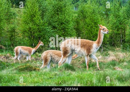 Ein männlicher Vikuna führt zwei Weibchen über das Grasland im Drive-Through Reservat im Highland Wildlife Park, Kincraig, Kingussie, Schottland, Großbritannien Stockfoto