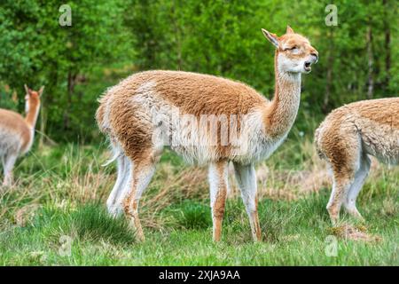 Ein männlicher Vikuna mit zwei Weibchen überquert das Grasland im Drive-Through Reservat im Highland Wildlife Park, Kincraig, Kingussie, Schottland, Großbritannien Stockfoto